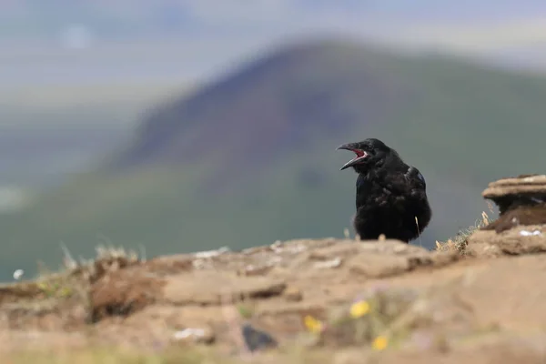 Corvo Comum Corvus Corax Islândia — Fotografia de Stock