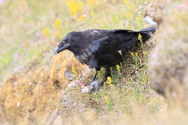 Corbeau Commun Corvus Corax Avec Proie Islande — Photo