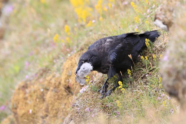 常见乌鸦 Corvus Corax 与猎物冰岛 — 图库照片