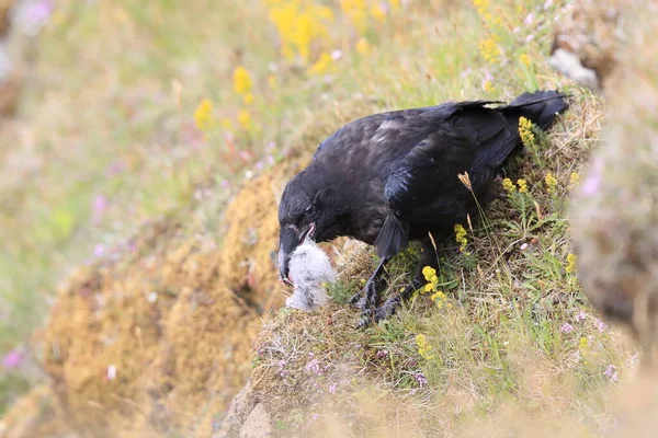 常见乌鸦 Corvus Corax 与猎物冰岛 — 图库照片