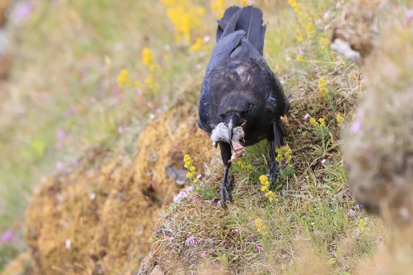 Corvo Comum Corvus Corax Com Presa Islândia — Fotografia de Stock