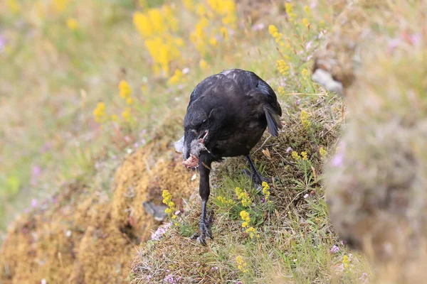 Corbeau Commun Corvus Corax Avec Proie Islande — Photo