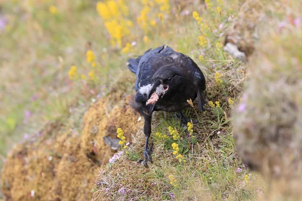 Обыкновенный Ворон Corvus Corax Добычей Исландия — стоковое фото