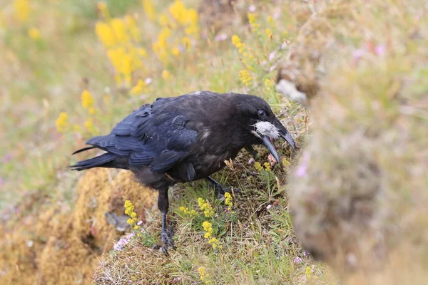 Common Raven Corvus Corax Kořistí Island — Stock fotografie