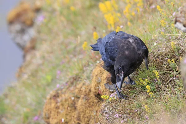 Közös Holló Corvus Corax Izlanddal — Stock Fotó