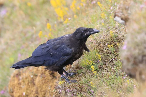 Corbeau Commun Corvus Corax Avec Proie Islande — Photo