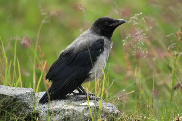 Corvo Grigio Corvo Incappucciato Corvus Cornix Norvegia — Foto Stock