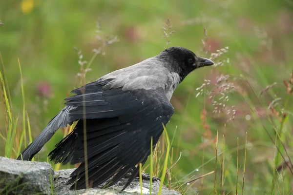 Corvo Grigio Corvo Incappucciato Corvus Cornix Norvegia — Foto Stock