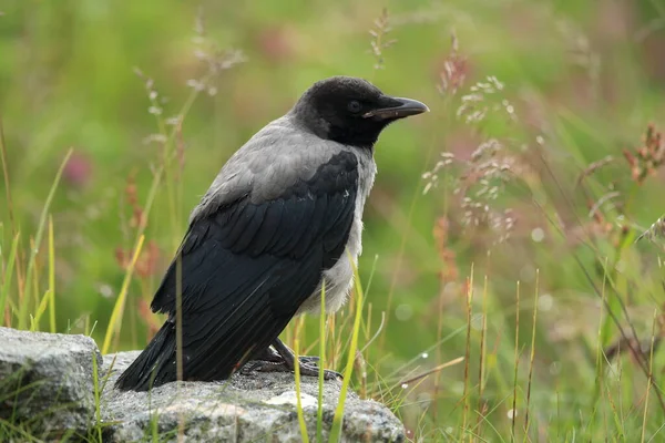 Šedá Vrána Vrána Zakuklená Corvus Cornix Norsko — Stock fotografie