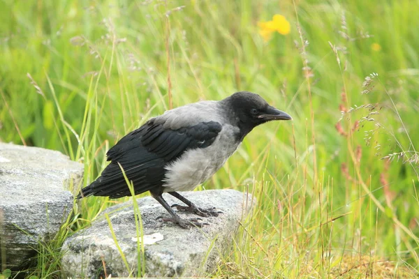 Corvo Cinzento Corvo Com Capuz Corvus Cornix Noruega — Fotografia de Stock