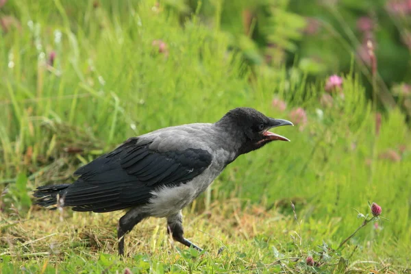 Серый Ворон Ворона Капюшоне Corvus Cornix Norway — стоковое фото