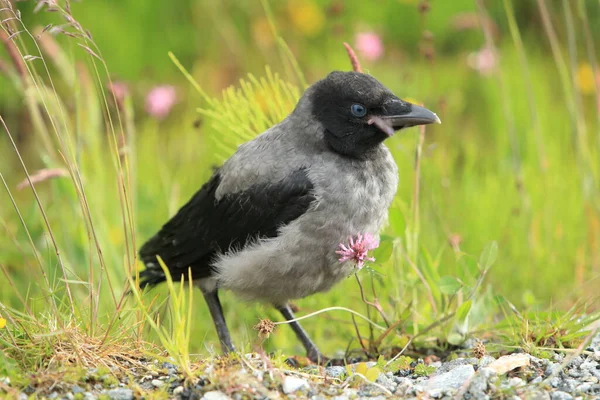 Corvo Cinzento Corvo Com Capuz Corvus Cornix Noruega — Fotografia de Stock