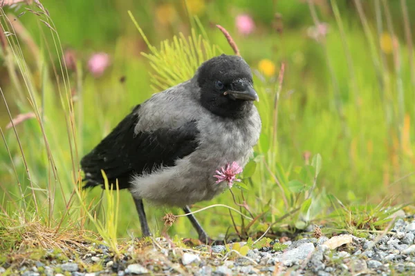 Szürke Varjú Kapucnis Varjú Corvus Cornix Norvégia — Stock Fotó