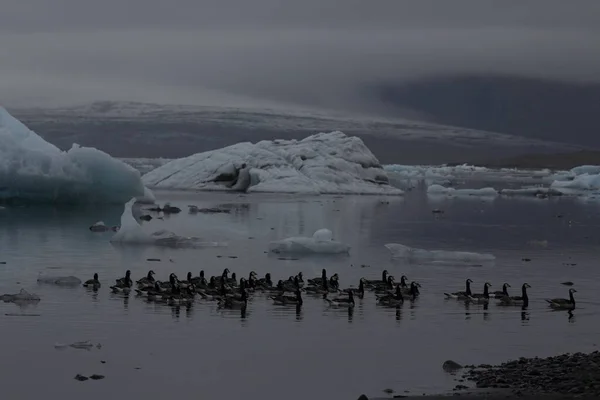 Oche Barnacle Nuotano Sulla Laguna Del Ghiacciaio Joekulsarlon — Foto Stock