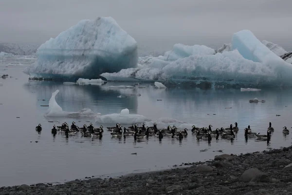 Морские Гуси Плавают Ледниковой Лагуне Joekulsarlon — стоковое фото