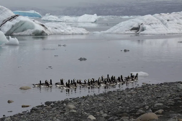 Oche Barnacle Nuotano Sulla Laguna Del Ghiacciaio Joekulsarlon — Foto Stock