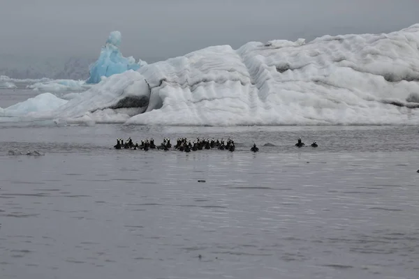 Oche Barnacle Nuotano Sulla Laguna Del Ghiacciaio Joekulsarlon — Foto Stock