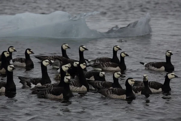 Barnacle Geese Swimming Joekulsarlon Glacier Lagoon — Stock Photo, Image