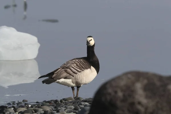 Barnacle Gansos Nadando Joekulsarlon Laguna Glaciar — Foto de Stock