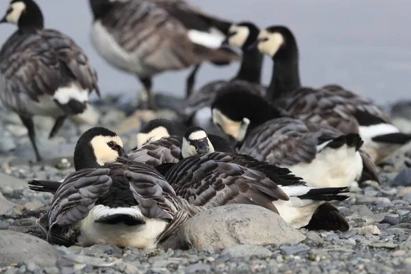 stock image Barnacle geese swimming on Joekulsarlon Glacier Lagoon 