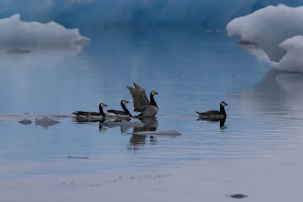 Barnacle Geese Swimming Joekulsarlon Glacier Lagoon — Stock Photo, Image