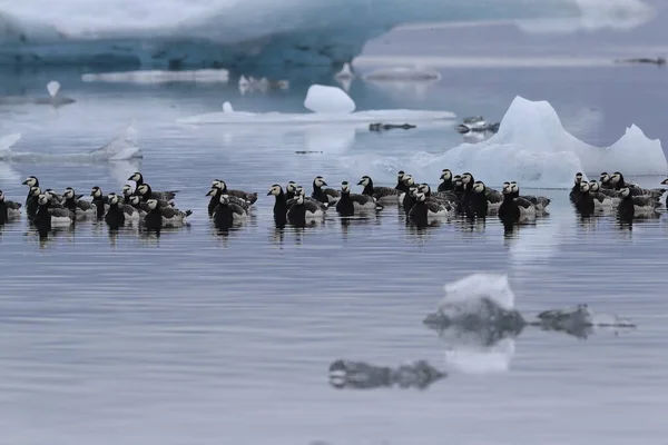 Oche Barnacle Nuotano Sulla Laguna Del Ghiacciaio Joekulsarlon — Foto Stock