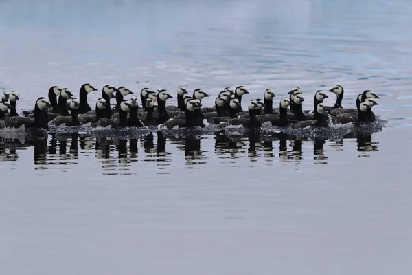 Barnacle Geese Swimming Joekulsarlon Glacier Lagoon — Stock Photo, Image