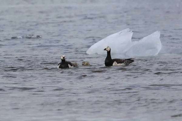 Barnacle Geese Swimming Joekulsarlon Glacier Lagoon — Stock Photo, Image