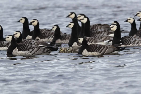 Gansos Barnacle Nadando Lagoa Glaciar Joekulsarlon — Fotografia de Stock