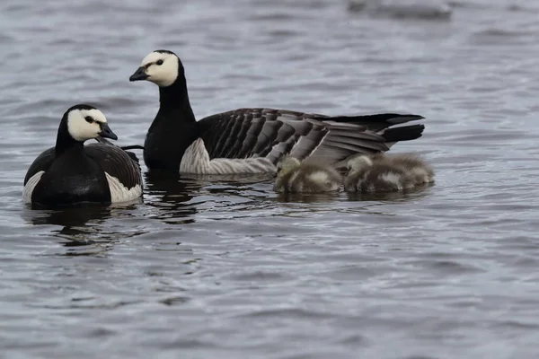 Barnacle Geese Swimming Joekulsarlon Glacier Lagoon — Stock Photo, Image