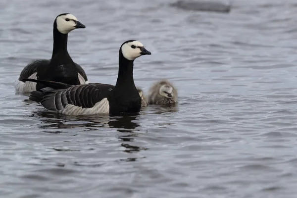 Barnacle Geese Swimming Joekulsarlon Glacier Lagoon — Stock Photo, Image