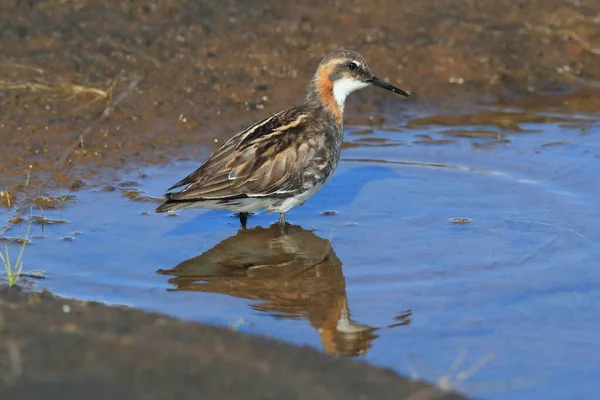 Phalarope Bec Étroit Phalaropus Lobatus — Photo