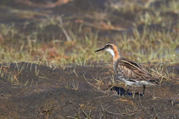 Red Necked Phalarope Phalaropus Lobatus — Stock Photo, Image