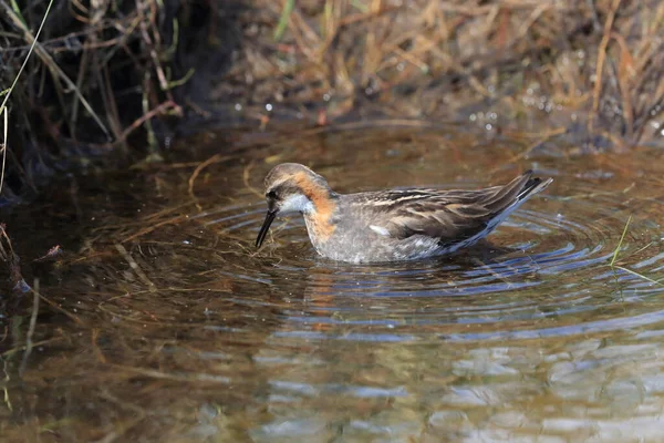 Falarope Dal Collo Rosso Phalaropus Lobatus — Foto Stock