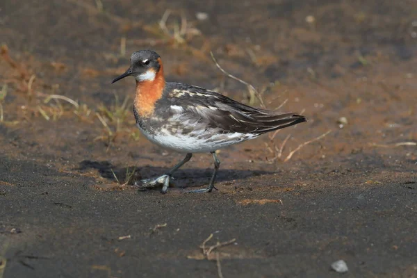 Falarope Pescoço Vermelho Phalaropus Lobatus — Fotografia de Stock