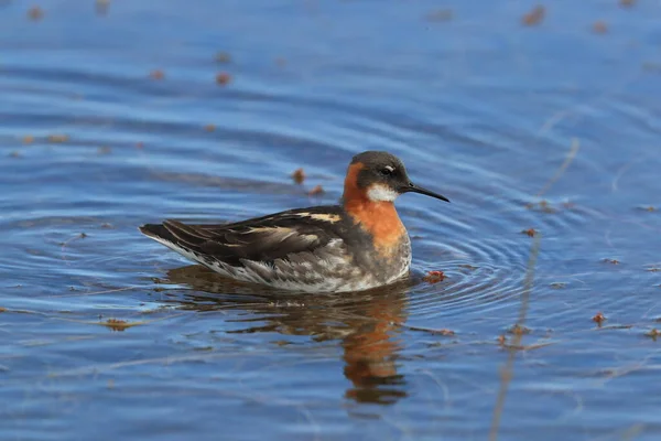 Rothalsphalarope Phalaropus Lobatus — Stockfoto