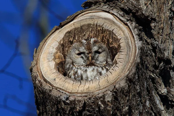 Tawny Owl Brown Owl Strix Aluco Hollow Tree Stump Germany — Stock Photo, Image