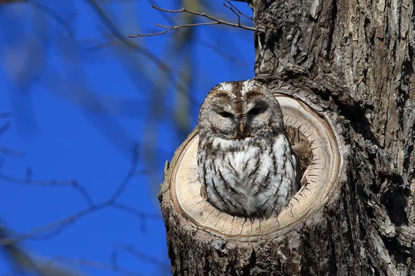 Coruja Tawny Coruja Marrom Strix Aluco Toco Árvore Oca Alemanha — Fotografia de Stock