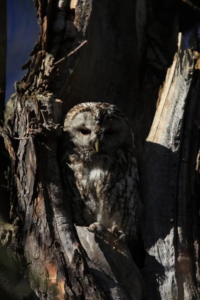 Tawny Owl Brown Owl Strix Aluco Hollow Tree Stump Németország — Stock Fotó