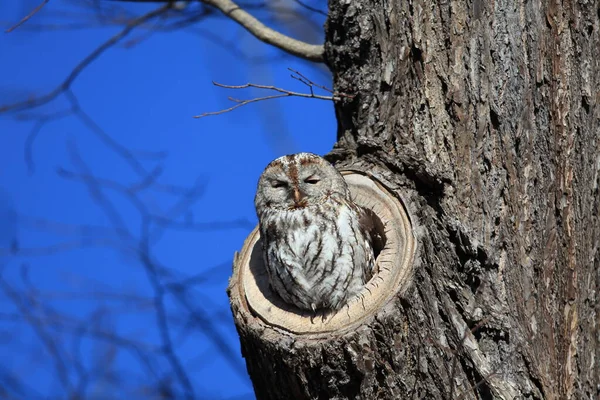 Coruja Tawny Coruja Marrom Strix Aluco Toco Árvore Oca Alemanha — Fotografia de Stock