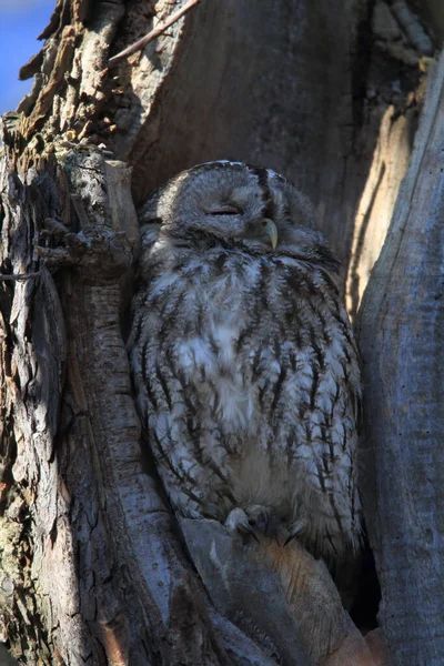 Tawny Κουκουβάγια Καφέ Κουκουβάγια Strix Aluco Κούφιο Κούτσουρο Δένδρου Γερμανία — Φωτογραφία Αρχείου