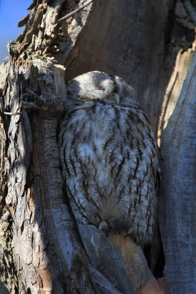 Tawny Owl Brown Owl Strix Aluco Hollow Tree Stump Németország — Stock Fotó