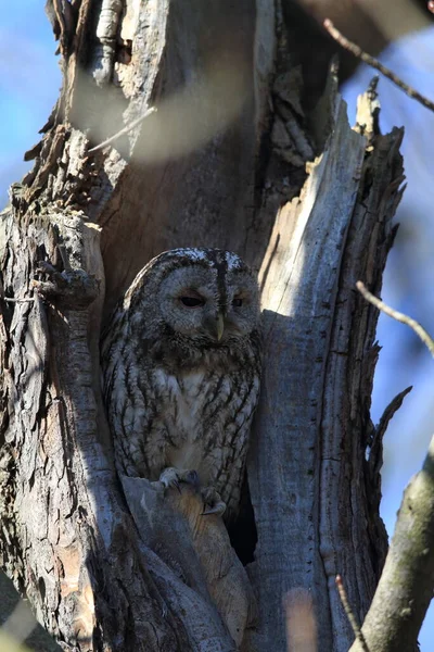 Tawny Owl Brown Owl Strix Aluco Hollow Tree Stump Németország — Stock Fotó