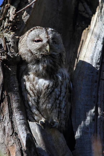 Tawny Κουκουβάγια Καφέ Κουκουβάγια Strix Aluco Κούφιο Κούτσουρο Δένδρου Γερμανία — Φωτογραφία Αρχείου