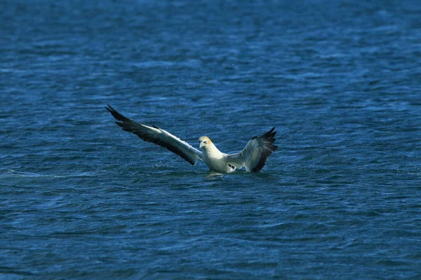 Gannet Australijski Morus Serrator Nowa Zelandia — Zdjęcie stockowe