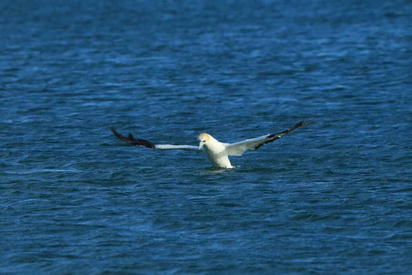 Australasian Gannet Morus Serrator Nova Zelândia — Fotografia de Stock