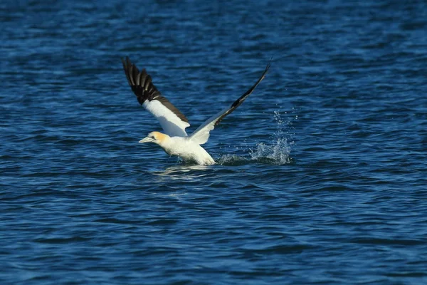 Australasian Gannet Morus Serrator Noua Zeelandă — Fotografie, imagine de stoc