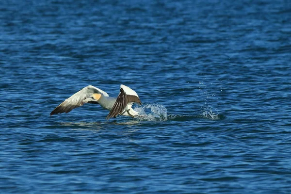 Alcatraces Australasianos Morus Serrator Nueva Zelanda — Foto de Stock