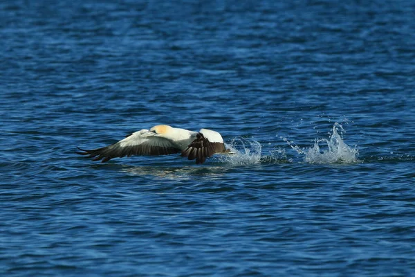 Australasian Gannet Morus Serrator Noua Zeelandă — Fotografie, imagine de stoc