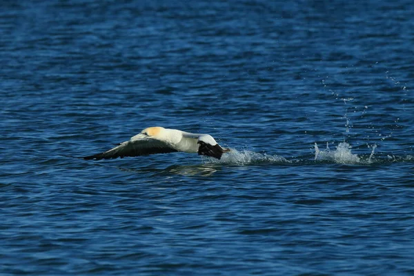 Australasiatisk Gannet Morus Serrator Nya Zeeland — Stockfoto